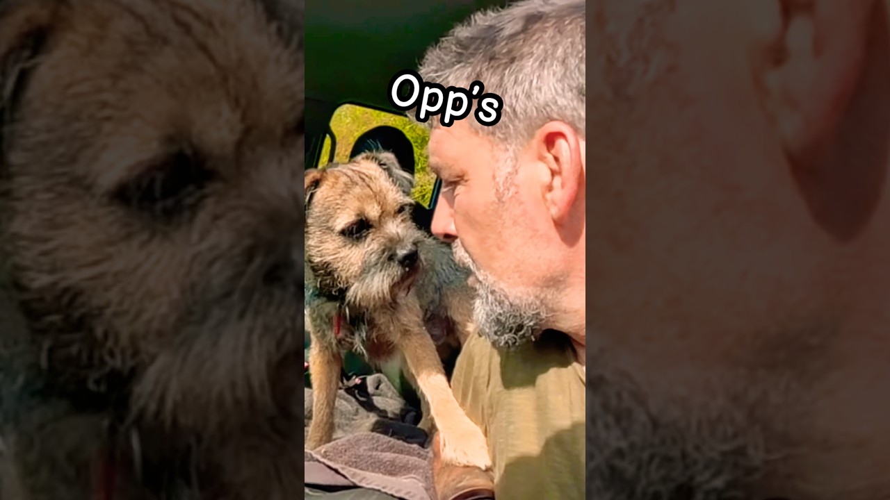 Will Our Dog Love The Water? Border Terrier Adventure