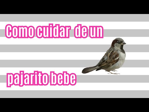 Video: ¿Cómo cuidar a un pajarito sin plumas?