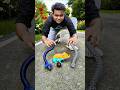 Amar 2 ta RC Snake🐍vs Frog 🐸 Video 🥰