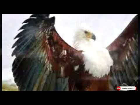 ASIRIN MAGANIN ALJANI