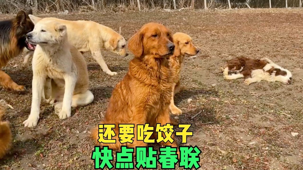 貼春聯喫餃子小院狗狗大放風，紅紅火火迎新春！狗狗：我要喫餃子