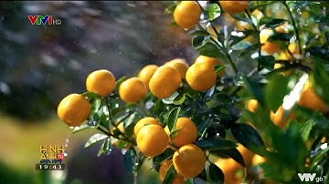 Quất Tứ Liên tất bật vào vụ | VTV24