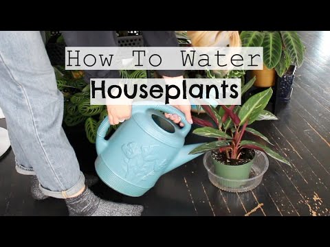 वीडियो: इनडोर पौधों का उचित पानी