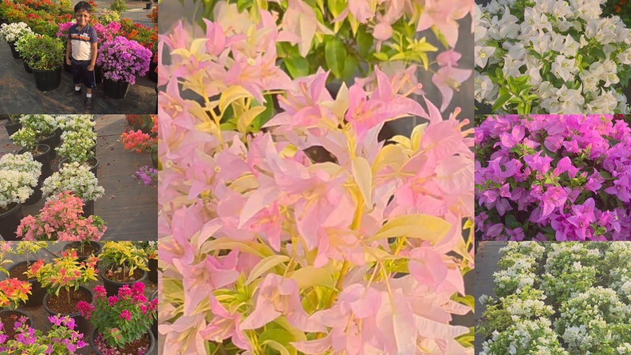 Airport Garden Nursery kondotty tarayittal