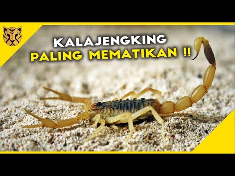 Video: Stings Scorpion Anjing-Seberapa Berbahaya Adakah Mereka?