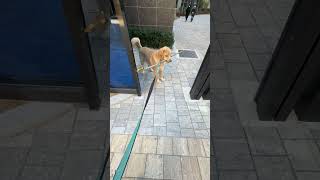 Precious Dog Hindered by a Stick Struggles at Gates