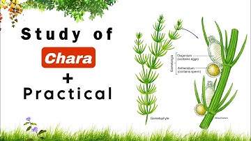 Chara Practical | Study & Identification of Vegetative and Reproductive Structures