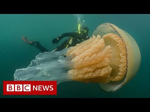 Giant jellyfish spotted by divers - BBC News