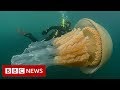 Giant jellyfish spotted by divers - BBC News