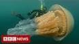 The Fascinating World of Jellyfish ile ilgili video