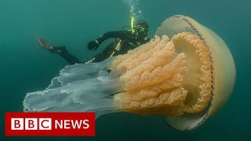 Giant jellyfish spotted by divers - BBC News
