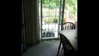 Crazy cardinal - bird hits window repeatedly