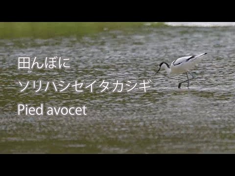 【田んぼに】ソリハシセイタカシギ Pied avocet