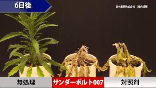 サンダーボルト007（オオアレチノギクへの効果発現）