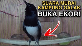 Suara Murai Kampung / Murai Cacing Galak - Kacer Gacor - Chòe Than Mái 2021
