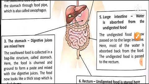 Class 4 Science chapter 5 Food and Digestion ( part -2)