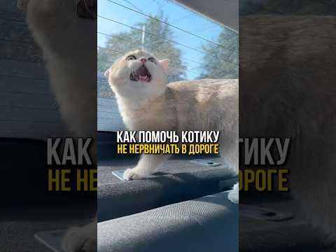 Как помочь котику не нервничать в дороге? #кошки #животные #котик #уходзапитомцами #кошка #питомцы
