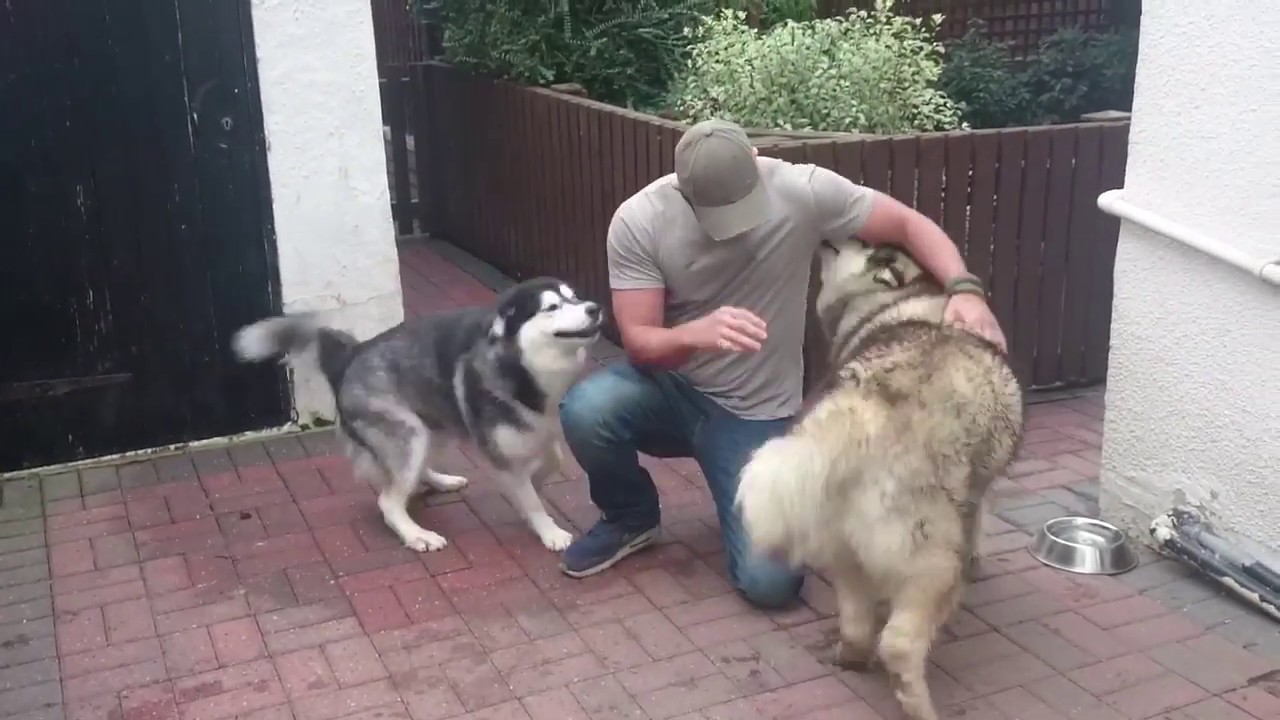 Happy Alaskan malamutes when Dad returns from holidays - YouTube