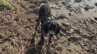 Pepper's 2nd hunt by The Peterbilt trucker Chuck 26 views 1 year ago 1 minute, 49 seconds