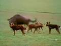 Female Wildebeest Vigorously Defends Calf