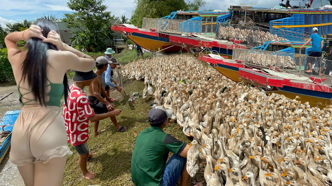 Full Video: How Farmers Load Ducks Onto Boats for the Daily Field Move