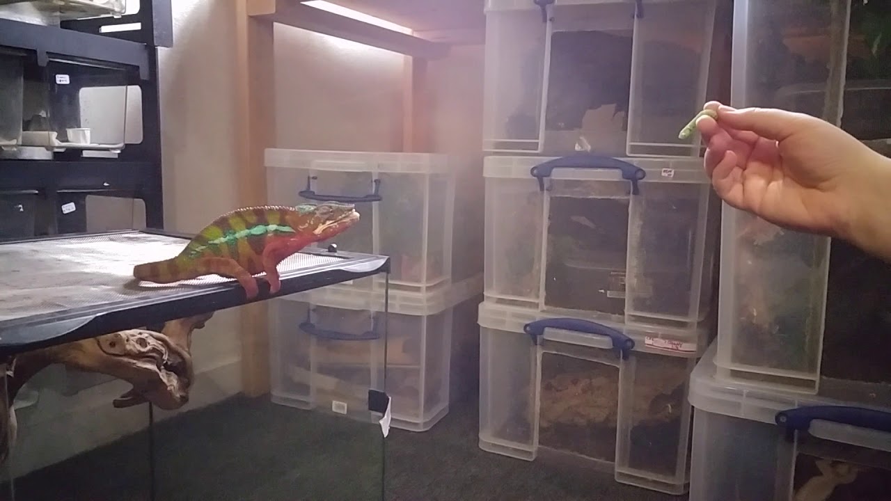 Panther Chameleon Eats Hornworm