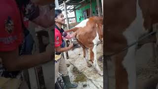 sapi lagi suntik seperma