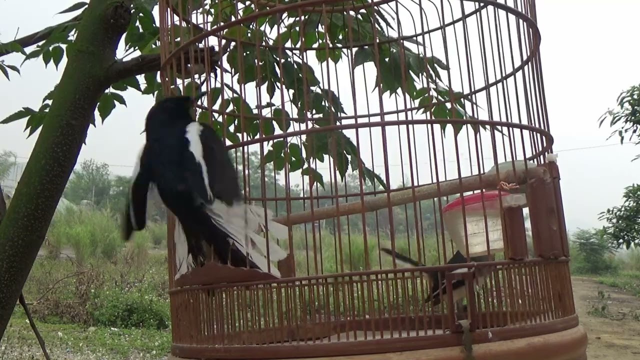 Chòe than mái mồi HUÝT CHẸP KÍCH TRỐNG SIÊU CĂNG LỬA phần 2 | Quyền Chòe Than