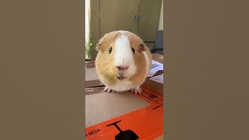 Thumbnail of Guinea pig wheeking and squeaking loud noises