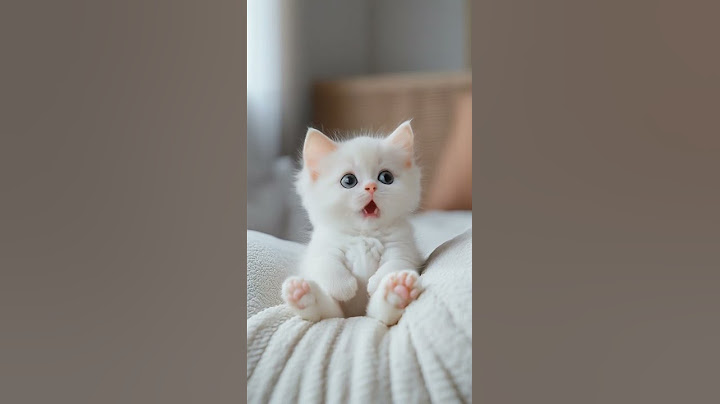 A white baby cat!! 😍 #cat #cute #lipsync #kitten #catlover