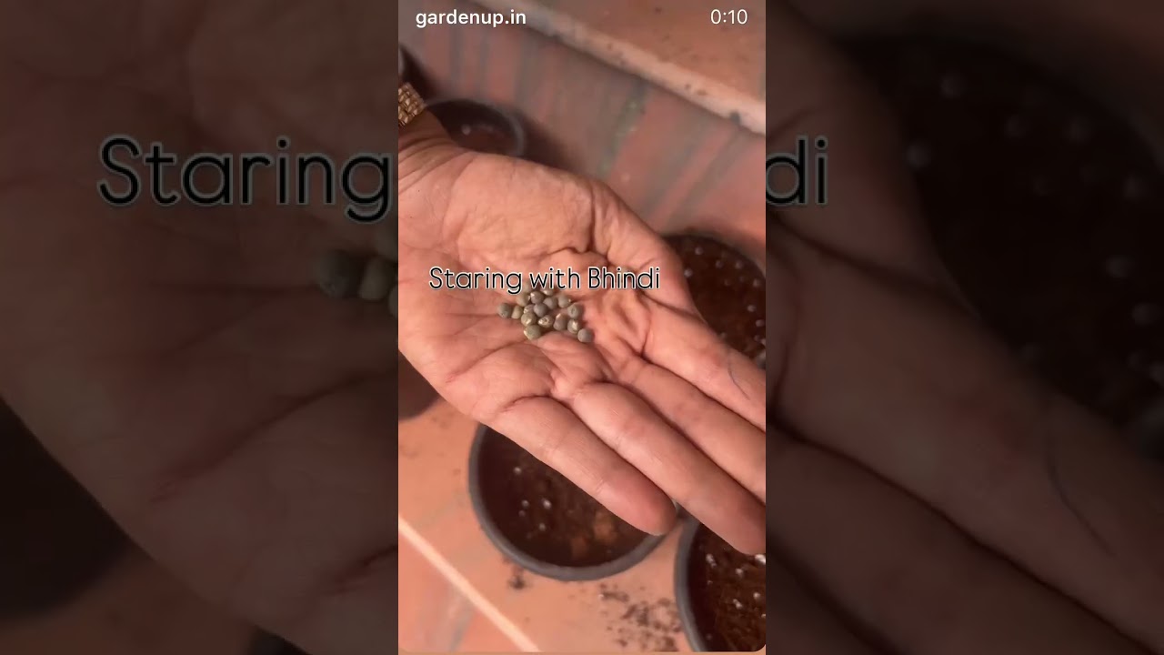 Planting seeds for a kitchen garden project… 