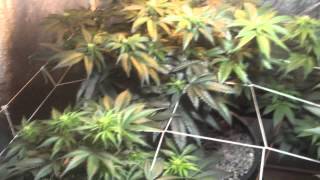 grow number 3