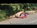 बेजुबान मां अंतिम संस्कार के लिए सात दिनों से रोड पर पड़ी रही 😭|| #animalrescue #animals || 🙏