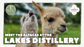 Meet The Alpacas at The Lakes Distillery