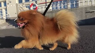 Pomeranian and step dancing by Vickynga 10 views 1 year ago 1 minute, 57 seconds