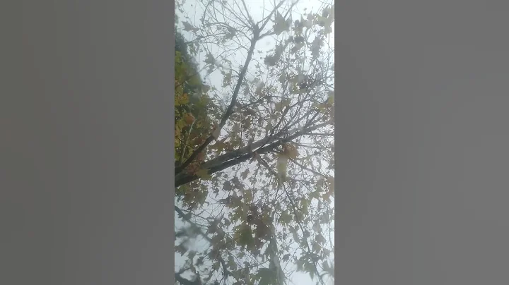 rainy tree  pasadena California December 11th 2022...