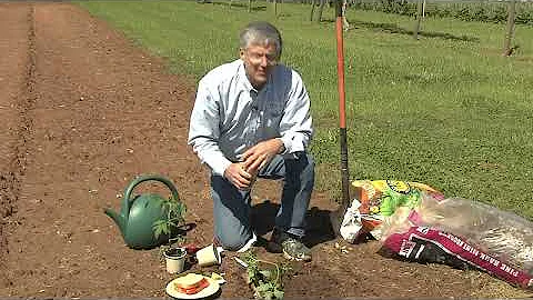 Walter Reeves -- Planting And Growing The Best Tom...