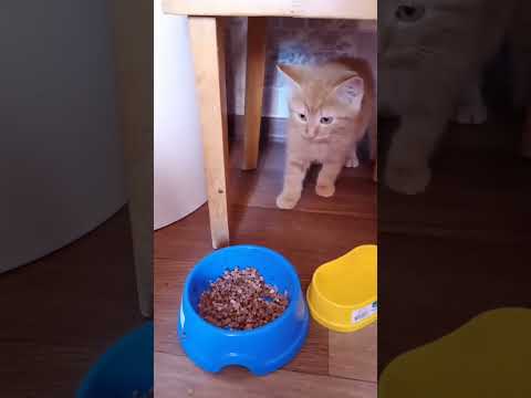 Видео: #коты #котенок #cat #котыприколы #ребеноквоспитывает #ругаемкота #kitten #котячежиття #котячіприколи