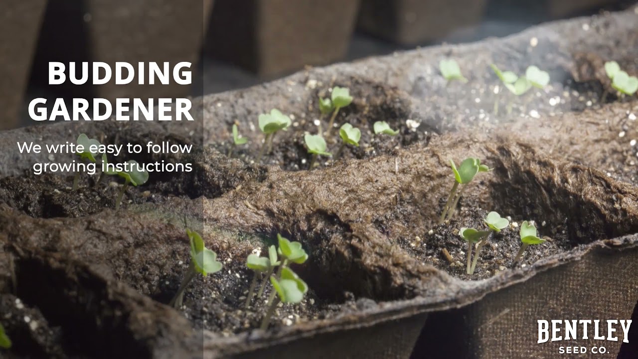 Bentley Seed Co. - Let's Grow Good Things Together!