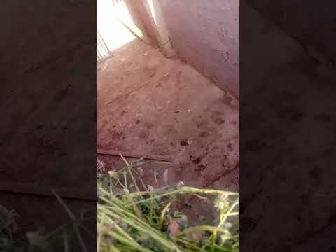 شاهد الوز لما يشوف البرسيم هيعمل ايه اشتركو بالقناه حبايب قلبي الوز