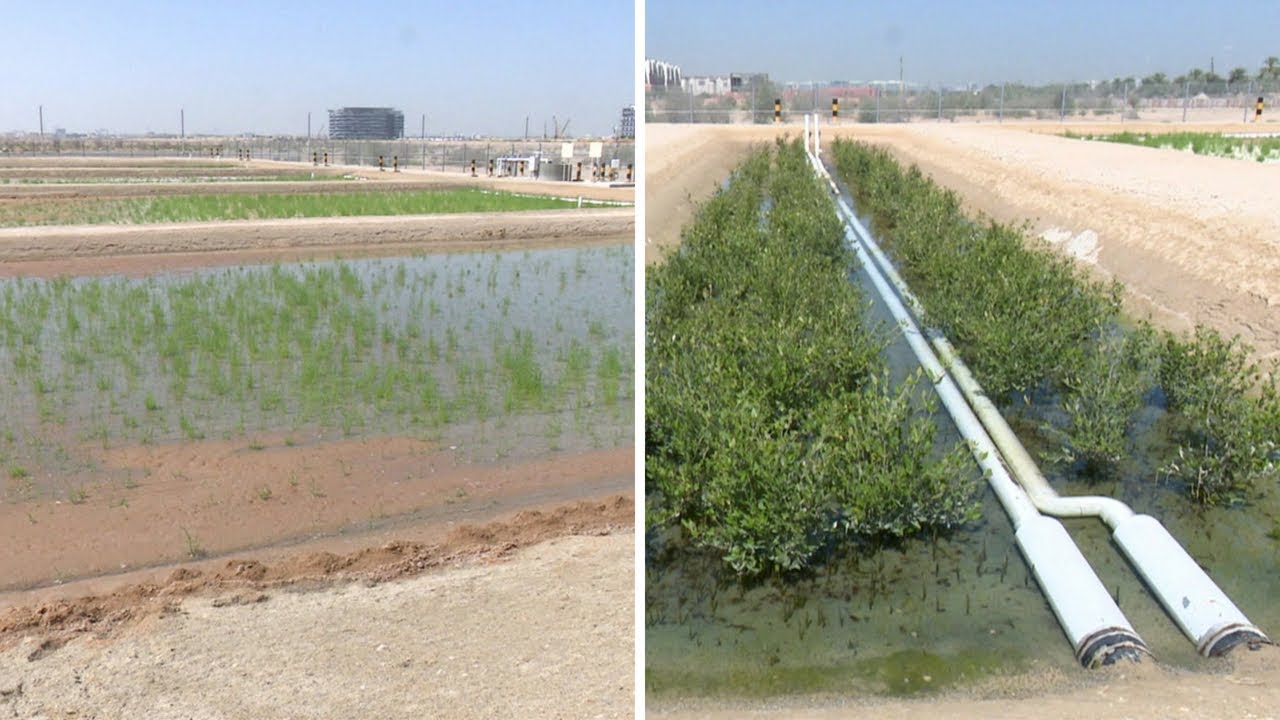 تطوير وقود حيوي من نبات يعيش في المياه الملحية والتربة الصحراوية - 4Tech