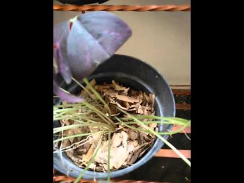 Tumbuhan kupu kupu iOxalisi triangularis YouTube Tumbuhan kupu kupu iOxalisi triangularis YouTube