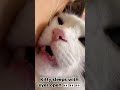 KITTY SLEEPS With Eyes Open 👀👀👀