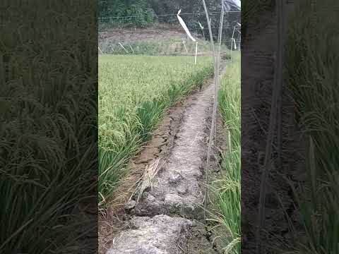 Messuni Buana Asewe Nagalasi Tikka Matei Bale