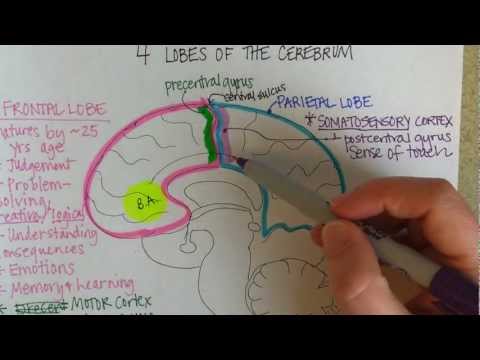 Vídeo: Mucose Compositum - Instruções, Comentários, Indicações