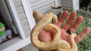 Received an Albino Darwin Carpet Python