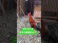 鶏コケコッコギネス記録😂＃恐かろうもんチャンネル＃鶏