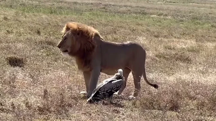 Watch the video about Hunting with Big Cats in the Serengeti 🐾🎥 Wild Safari Moment #animals #anime #animal