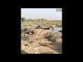 Recent Buffalo Efforts In Hur Al Azim آخرین تلاش های گاومیشها در تالاب هورالعظیم 