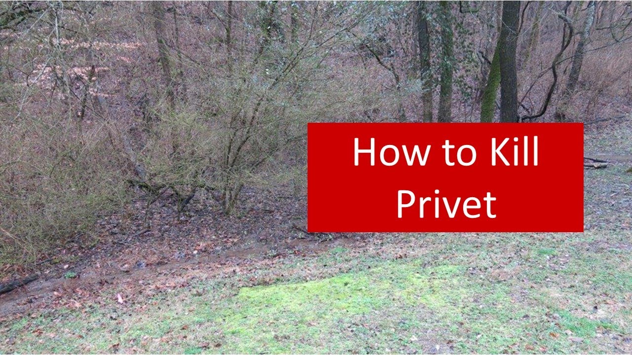 Kill Privet - 4 Keys to Successfully Controlling Chinese Privet